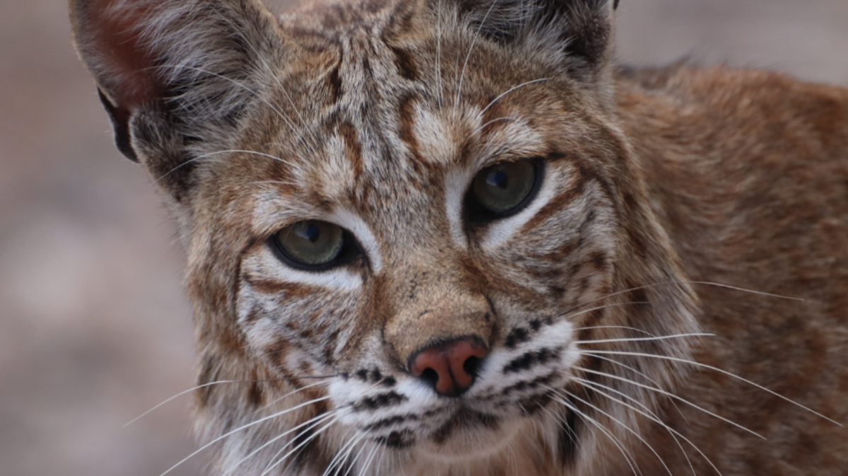 According to the Georgia Department of Natural Resources, bobcats are the most common Felid in North America and can be found all over the state of Georgia.
