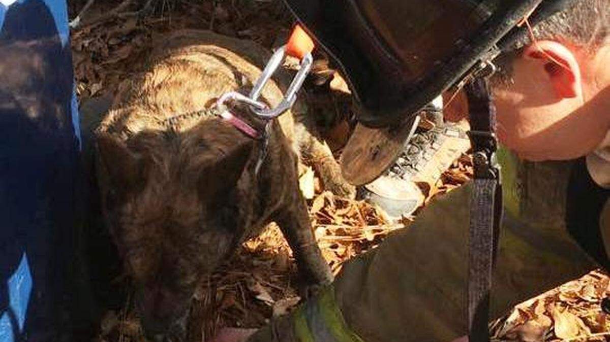 Athens-Clarke firefighting and National EMS crews saved a dog from a house fire Thursday.
