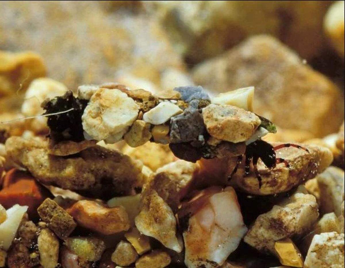 The Caddisfly can then use empty shells, sand and rocks to catch and create armor, hence its pebbly appearance.