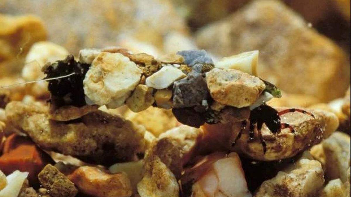 The Caddisfly can then use empty shells, sand and rocks to catch and create armor, hence its pebbly appearance.