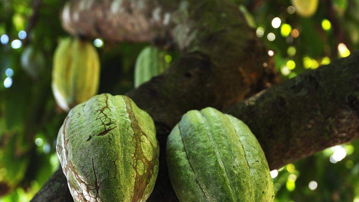 The pods of a cocoa tree will one day end up as part of a sweet treat.