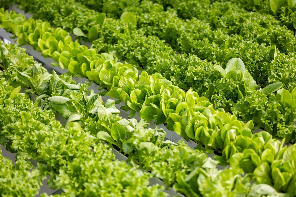 All of BrightFarms’ produce is sold as packaged salads.