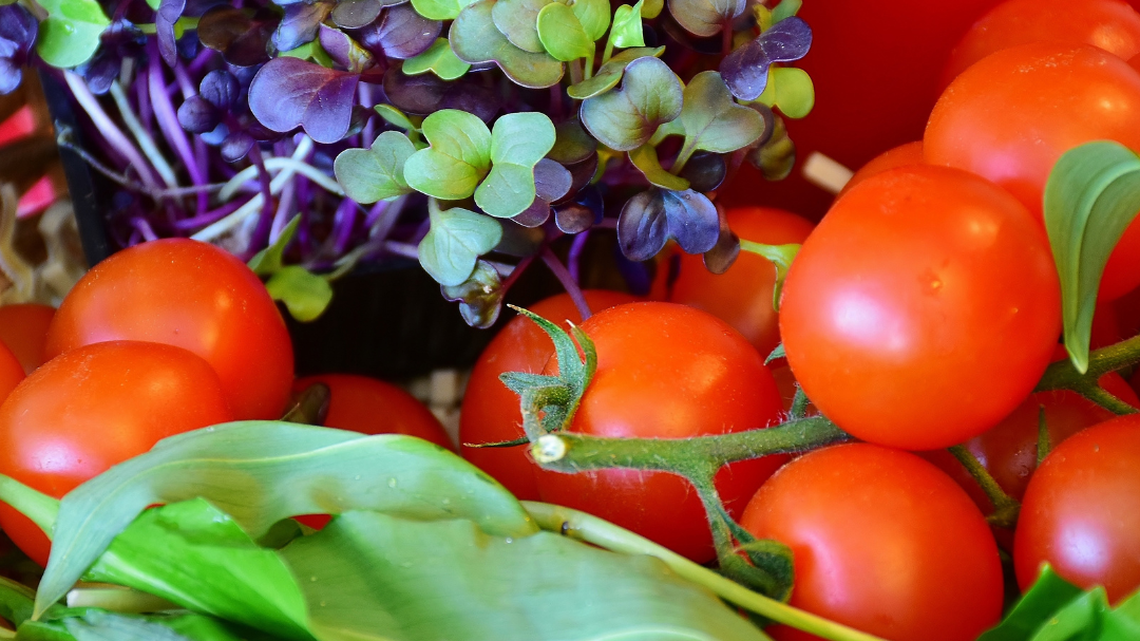How to keep animals out of your garden in Georgia