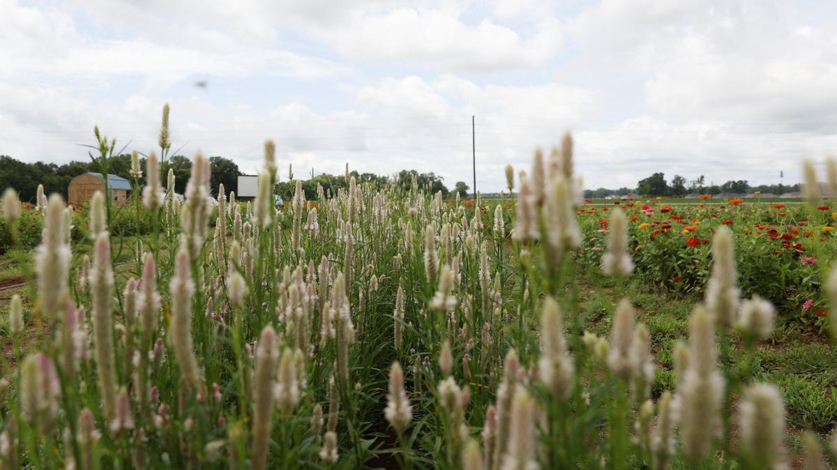 This file photo shows Arena Acres flower farm in Perry.
