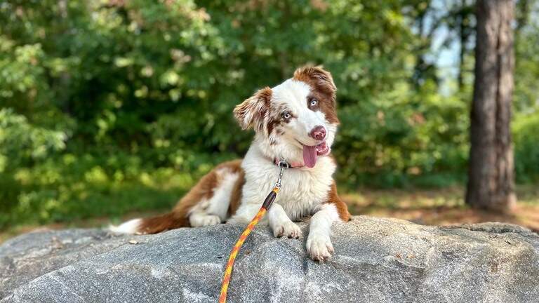 Border Collie wins Middle Georgia’s cutest dog. She represents ‘healthy change’ for owner