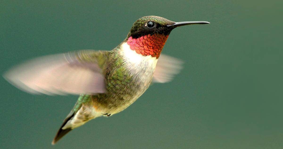 The ruby-throated hummingbird is the most common species of hummingbird in North Carolina.