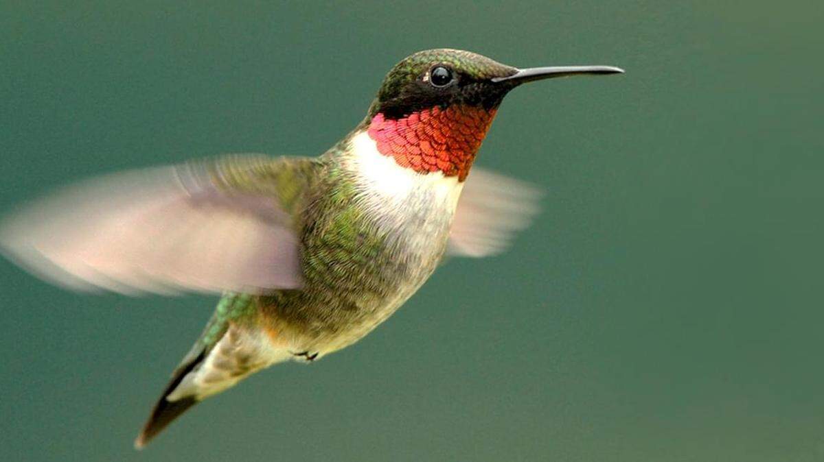 The ruby-throated hummingbird is the most common species of hummingbird and the only one known to breed east of the Mississippi River, according to the Mississippi Extension Office.