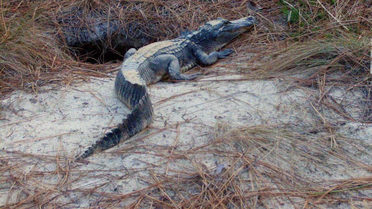 GA biologists were shocked to see this guy in a gopher hole.