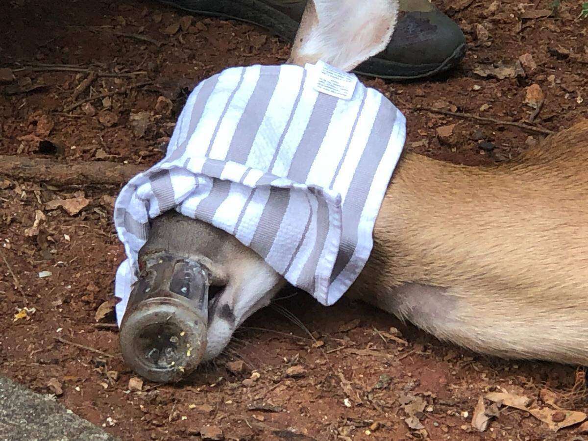 DNR safely removes bottle from doe’s snout.