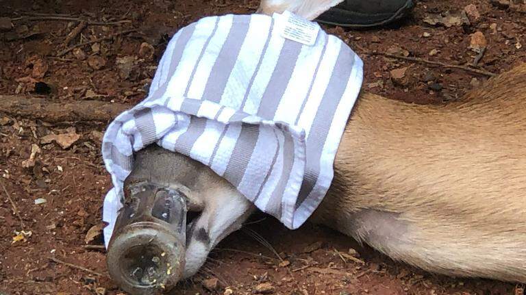 Georgia Wildlife Division safely extracts Gatorade bottle from doe’s snout