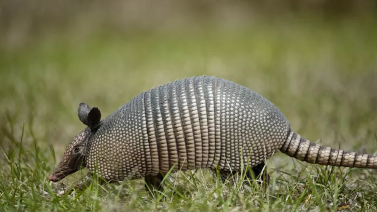 An image of an armadillo.