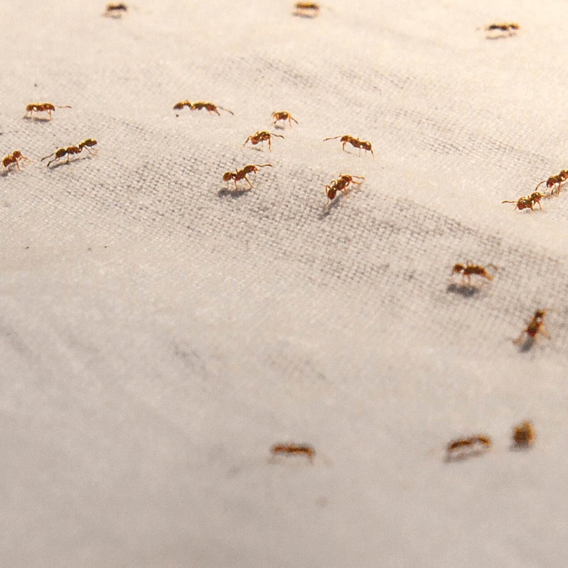 The ants will come marching in this summer. Here’s how to keep them out of your home.