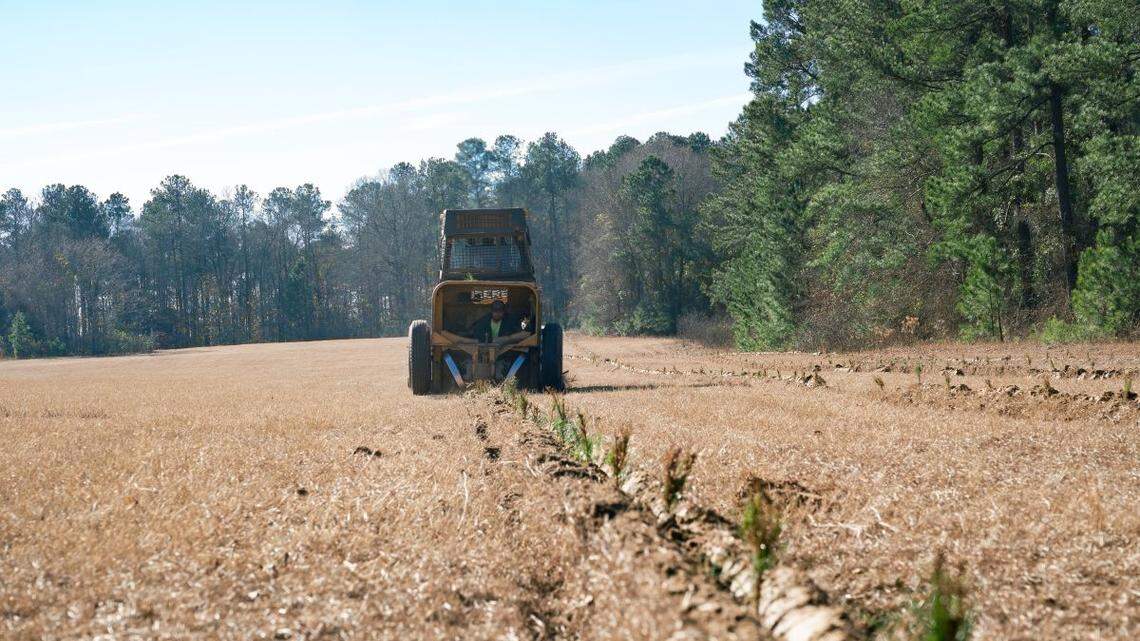 How a big ‘carbon credits’ purchase from Netflix leads to more trees planted in GA