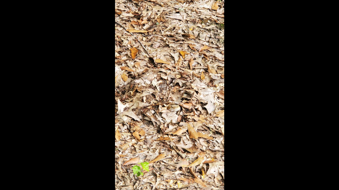There’s a timber rattlesnake in this photo, according to the Alabama Wildlife and Freshwater Fisheries Division.