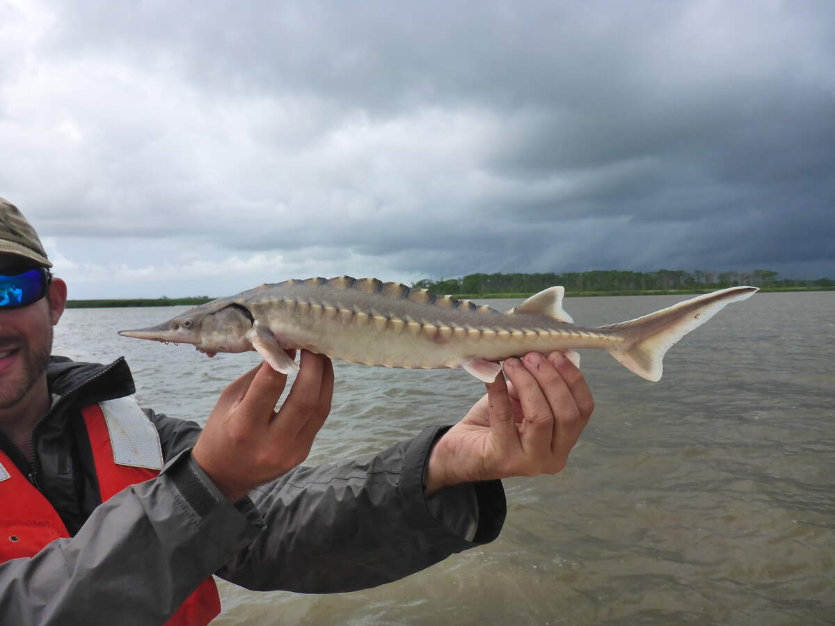 The Atlantic Sturgeon migrates from the Atlantic Ocean up the Altamaha River system each fall to spawn, using the Ocmulgee River as one of its key routes. Researchers believe the Juliette Dam is blocking the fish from reaching historic spawning habitat further upstream, according to the National Ocean and Atmospheric Association.