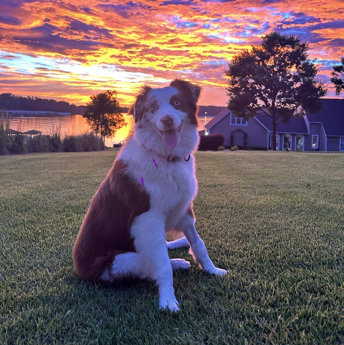 Daisy, who resides in downtown Macon, GA with her owner Wes Nobles, has been voted Middle Georgia’s cutest dog.