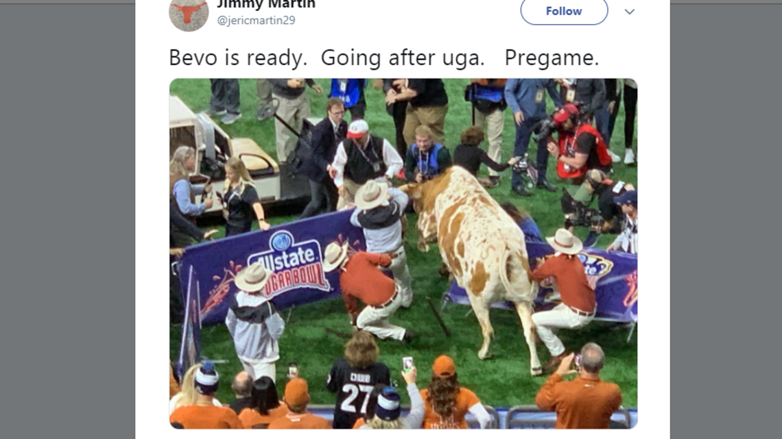 Bevo the longhorn attacks Uga bulldog on Sugar Bowl sideline | Macon ...
