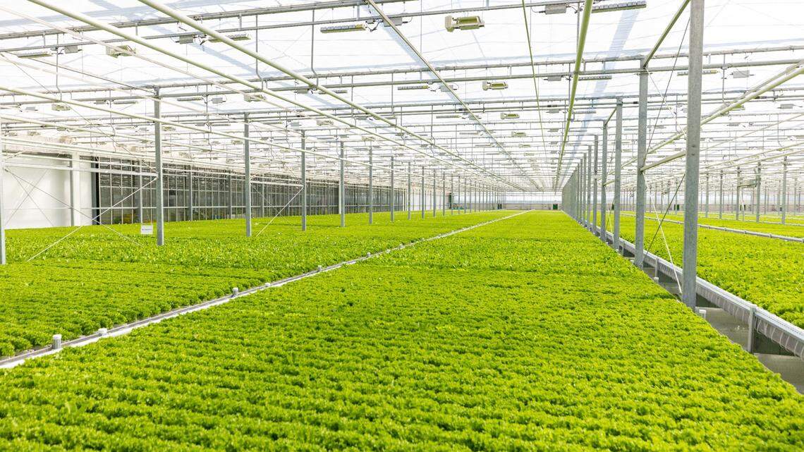 This Macon greenhouse focused on tech, sustainability now serves across the Southeast