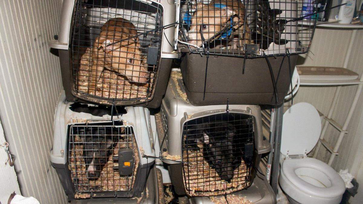 Travis Myrick is currently being held at the Baldwin County jail on animal cruelty charges after the Baldwin County Sheriff’s Office seized 25 pit bulls while responding to 108 Second St. for an unrelated warrant service attempt.
