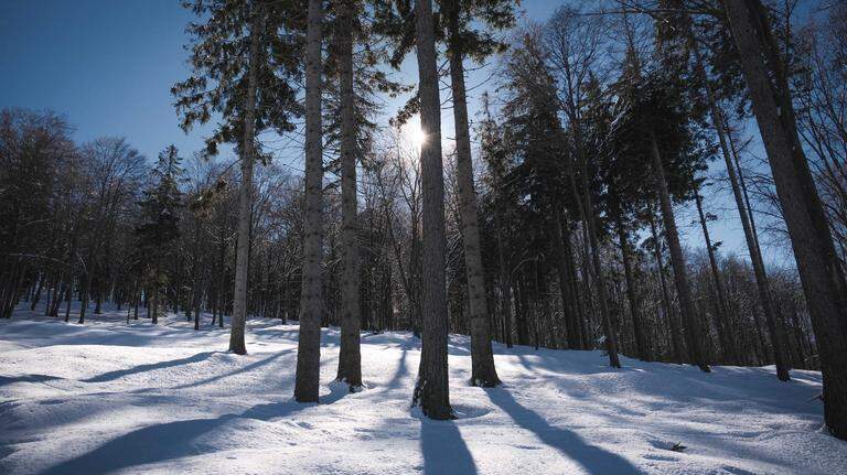 Some forecasters say snow could be headed to Macon. Here’s when we could see flakes