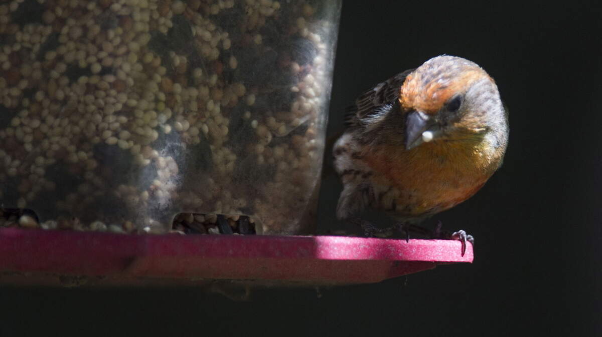 The National Audubon Society is among the groups that say feeders can be good for birds, as long as one follows guidelines for proper feed and sanitation.