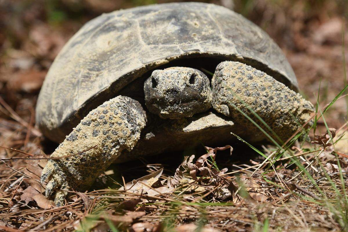 Gopher Tortoises can talk and it&nbsp;sounds disturbingly like an old man clearing his throat.