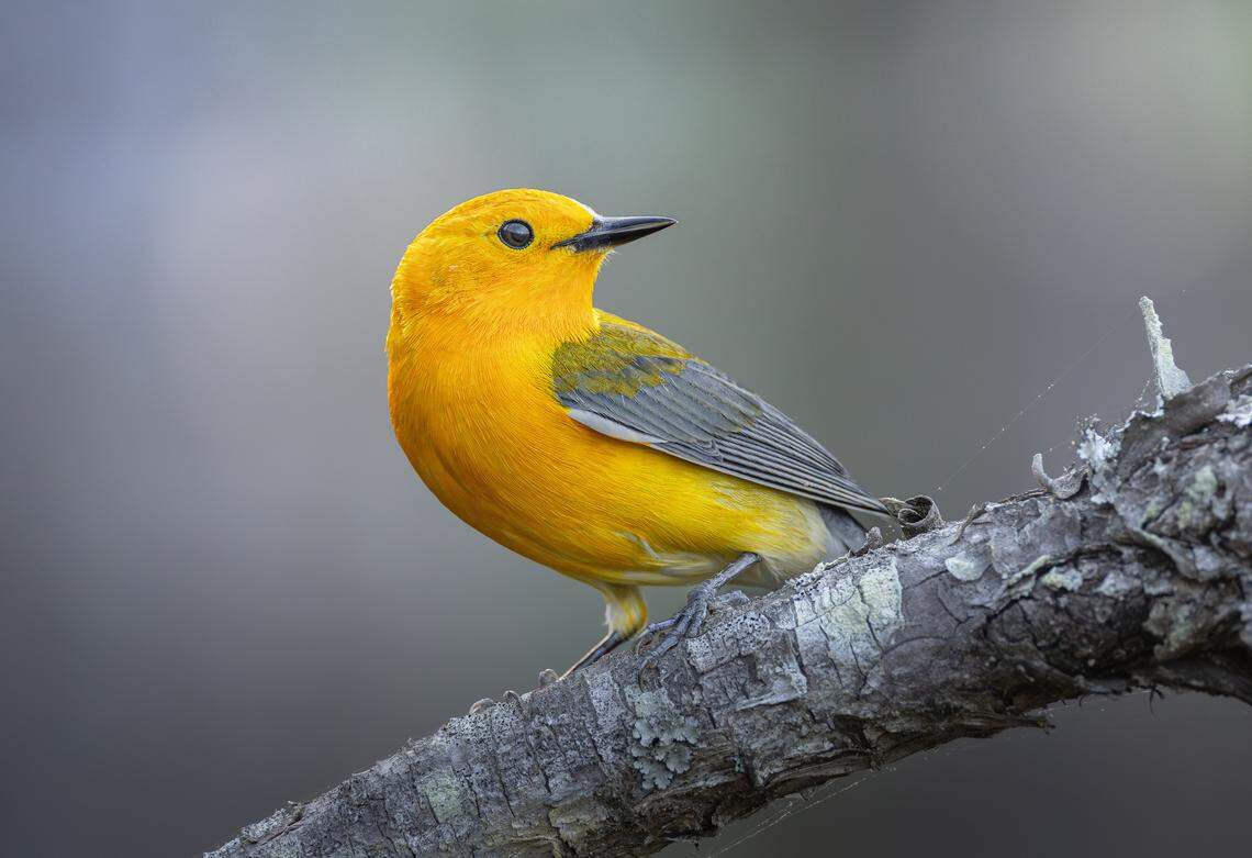 The prothonotary warbler is one of only two cavity-nesting warblers in North America.