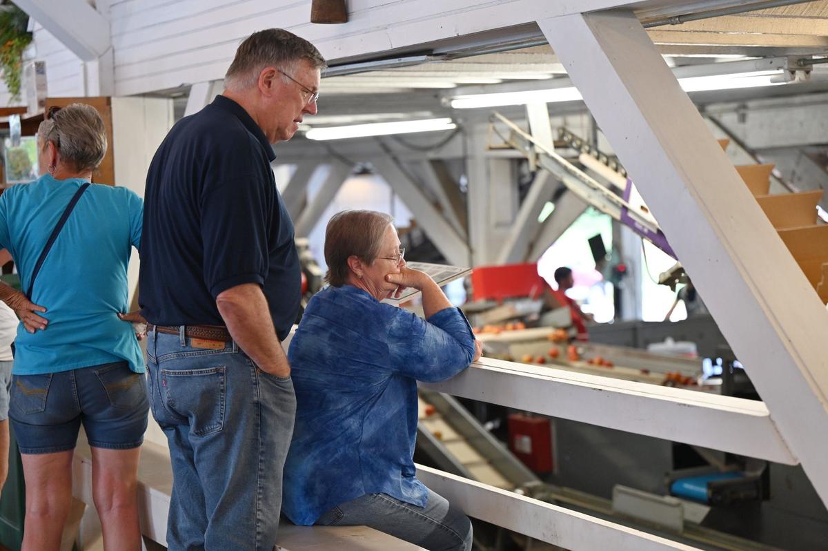 Jimmy (left) and JoAnn Bryant, from Jackson, Georgia, watch the peach conveyor belt at Dickey Farms on Wednesday, July 3, 2024, in Musella, Georgia. Dickey Farms is the oldest, continuously operating peach packinghouse in Georgia and offers tours and sells homemade goods and produce in their shop.