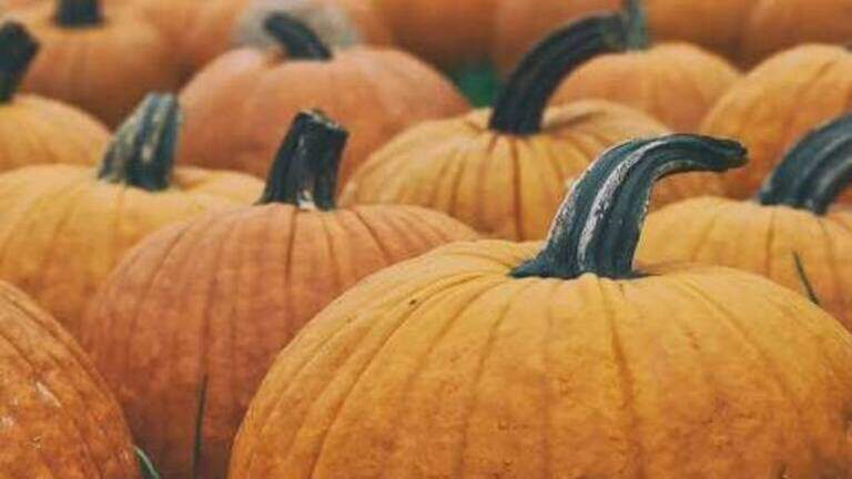 It’s fall, y’all: here’s some pumpkin patches to visit in Macon and Middle GA