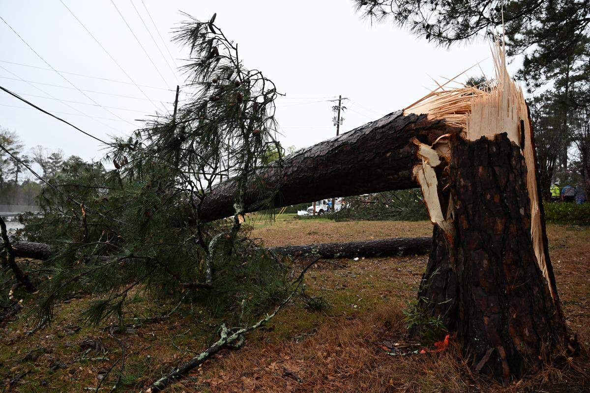 A large tree sits snapped at its base off of Riverside Drive on Monday, March 16, 2026, in Macon, Georgia. A brief tornado warning went into effect in Bibb County on Monday morning, with heavy rain and strong winds. 