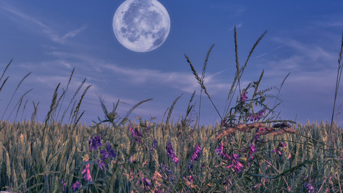 May is the month of flowers and the moon agrees.