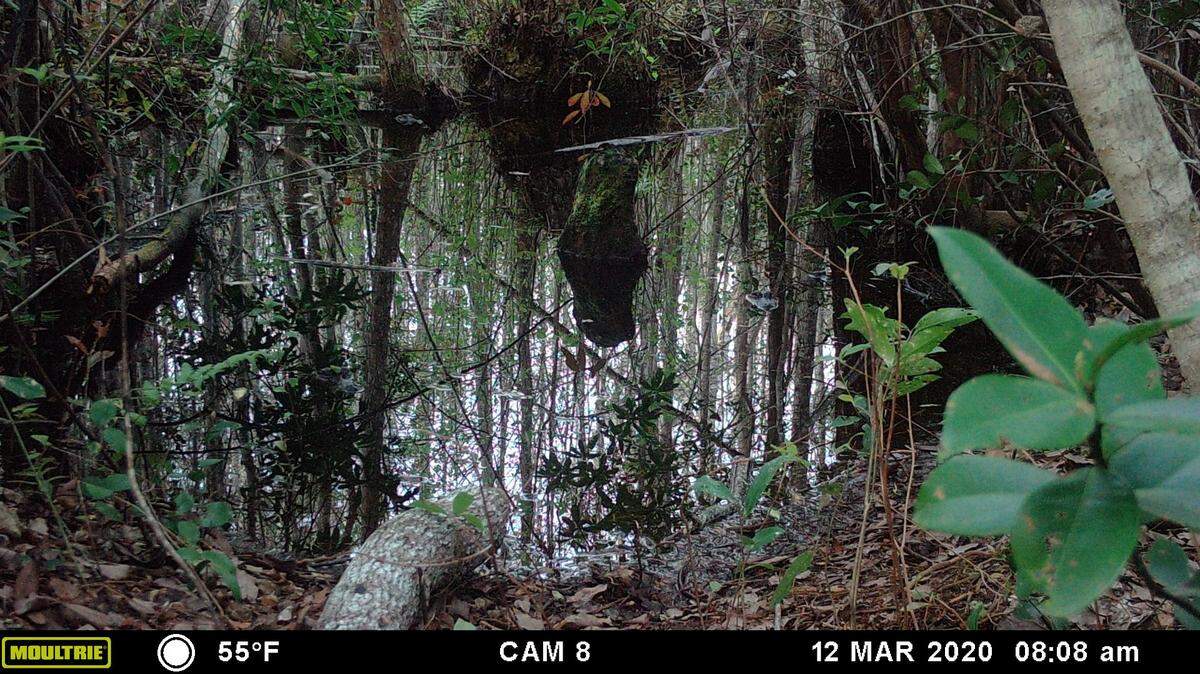 Can you find the alligators in this Georgia swamp photo? Turns out the dark water is a perfect disguise for the reptiles as they hunt.