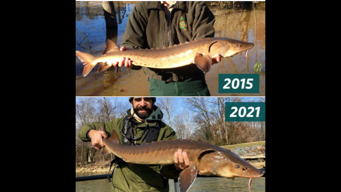 A sturgeon tagged in 2007 in Georgia has been caught for the third time, giving wildlife officials an opportunity to see how fast the prehistoric species grows in the wild.