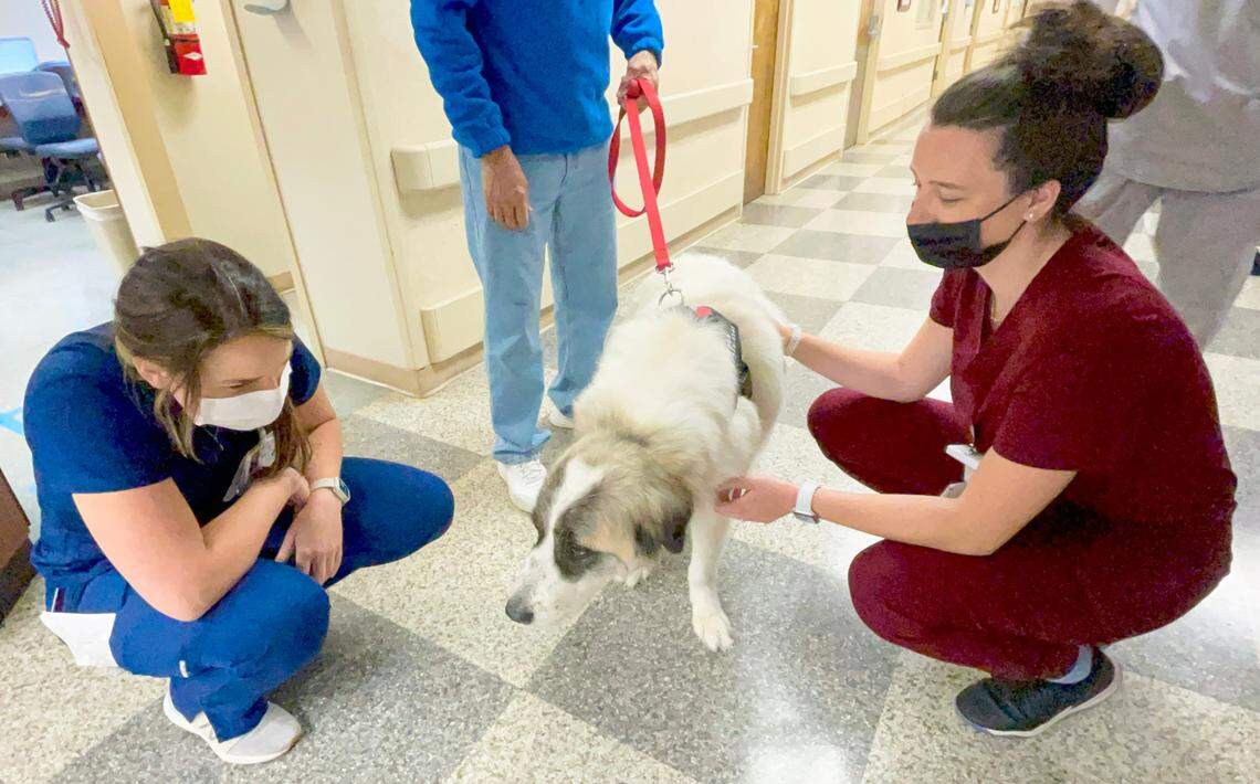 Atrium Health Navicent nurses Anna Johns, left, and Abbigail Giovannetti pet a dog at the hospital Monday morning. Dog teams from the Alliance of Therapy Dogs visited three Atrium Health hospitals in celebration of nurses week.