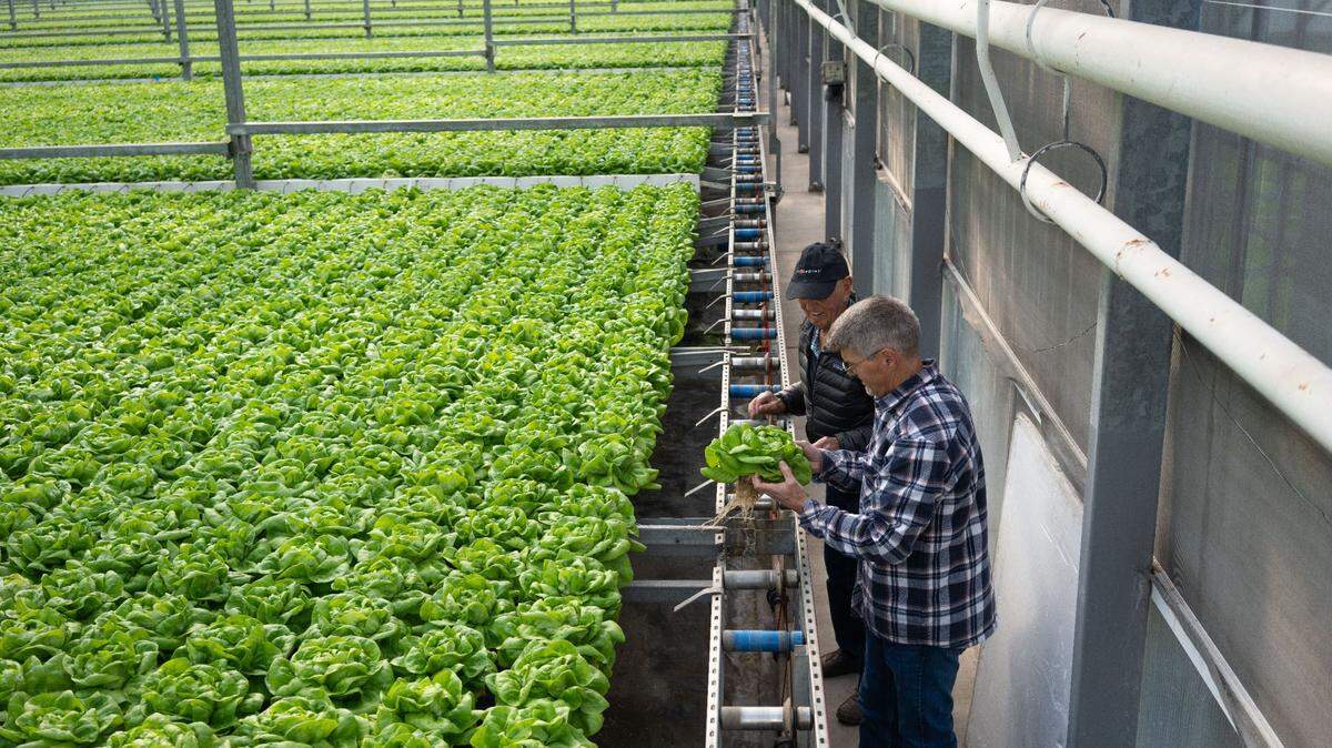 Pete’s, a longtime, California-based greenhouse grower, is expected to invest $18 million in opening their first eastern U.S. indoor agriculture facility in Warner Robins in Peach County, Gov. Brian Kemp announced Thursday.
