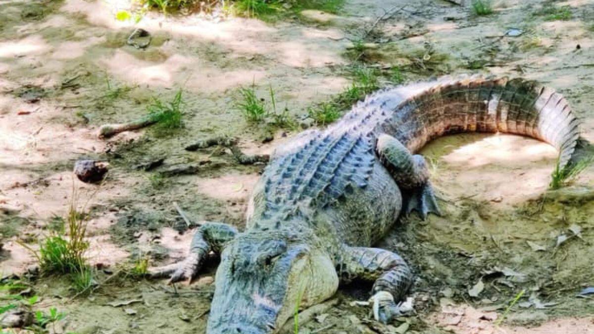 FILE PHOTO: A sun-seeking alligator was captured and later released unharmed back into the wild after stopping traffic on Joe Tamplin Industrial Boulevard in Bibb County.