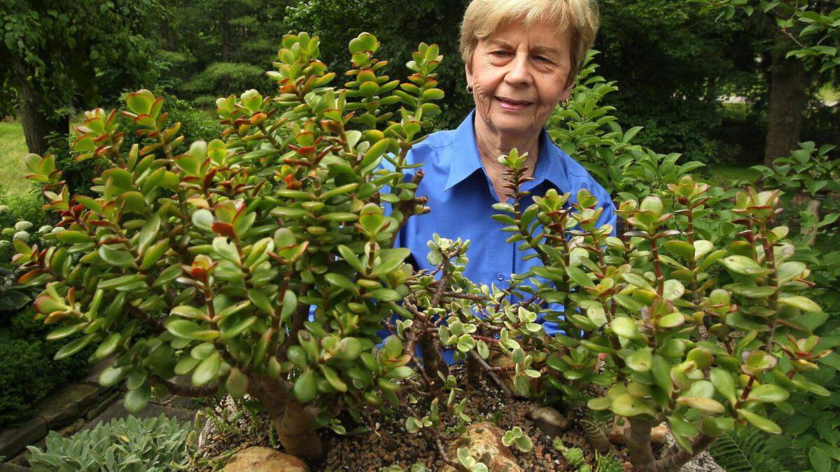 Ruth Moorhead looks over a planter containing a variety of non-hardy succulent plants at her home July 7, 2014, in Broadview Heights, Ohio. Succulent plants, also known as succulents or sometimes fat plants, are plants having some parts that are more than normally thickened and fleshy, usually to retain water in arid climates or soil conditions.