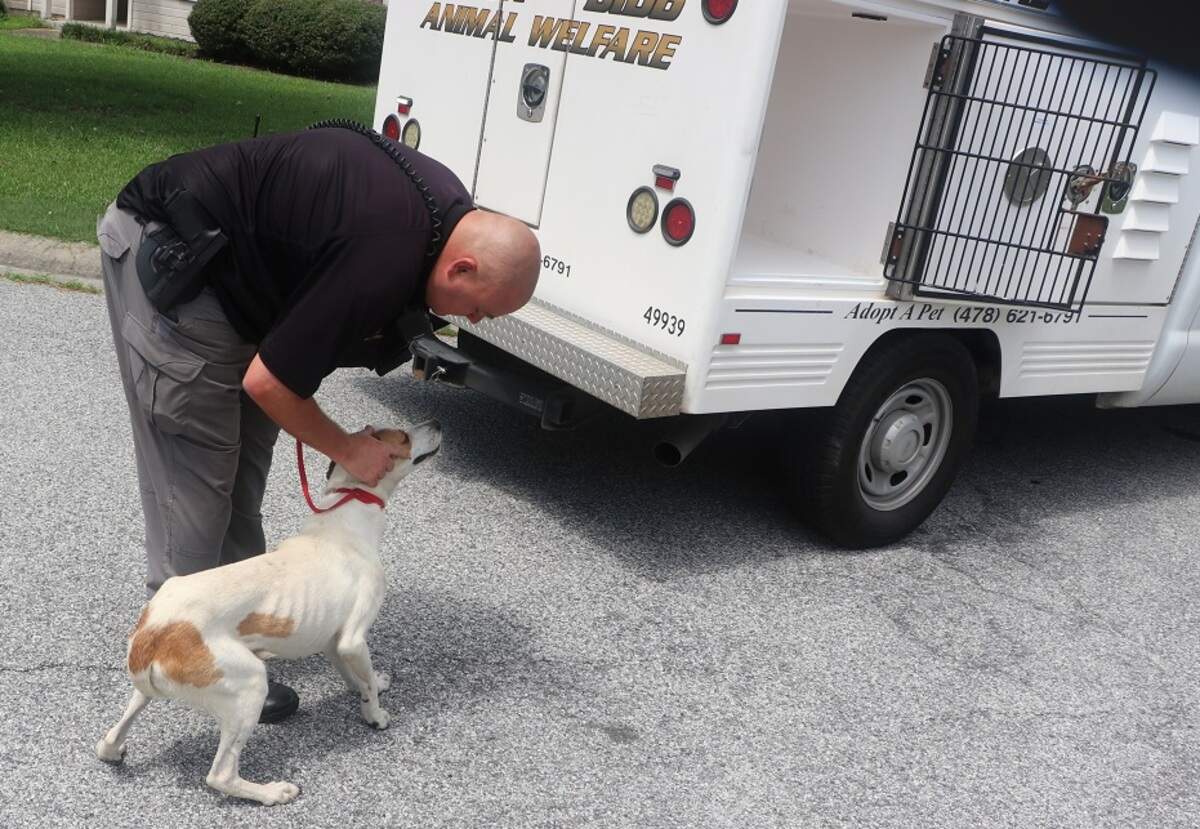 Bibb County Animal Enforcement Officer Bruce Rozier checks a stray dog before putting it in his truck on June 27.