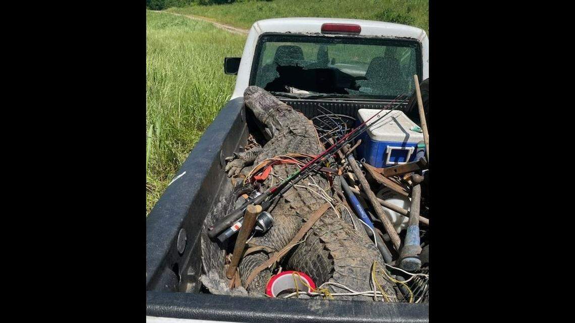 Poachers killed a 10-foot, 8-inch alligator in Georgia on April 30, and the carcass was so unwieldy it busted out the window of their pickup truck, the state says.
