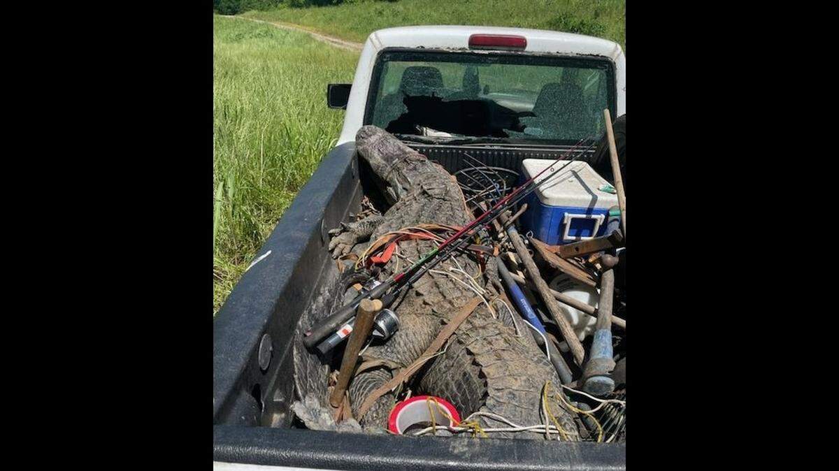Poachers killed a 10-foot, 8-inch alligator in Georgia on April 30, and the carcass was so unwieldy it busted out the window of their pickup truck, the state says.