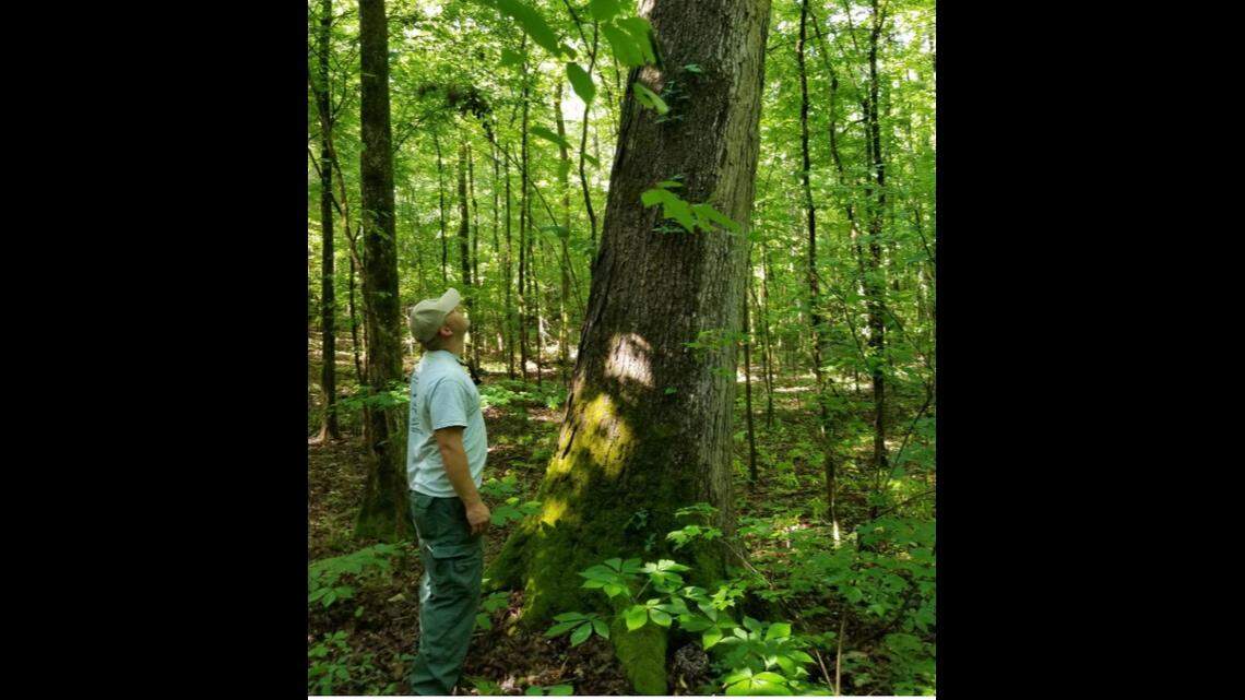 See a rattlesnake in this photo? It’s there, close enough to strike, Alabama wildlife officials noted this week in a Facebook post.