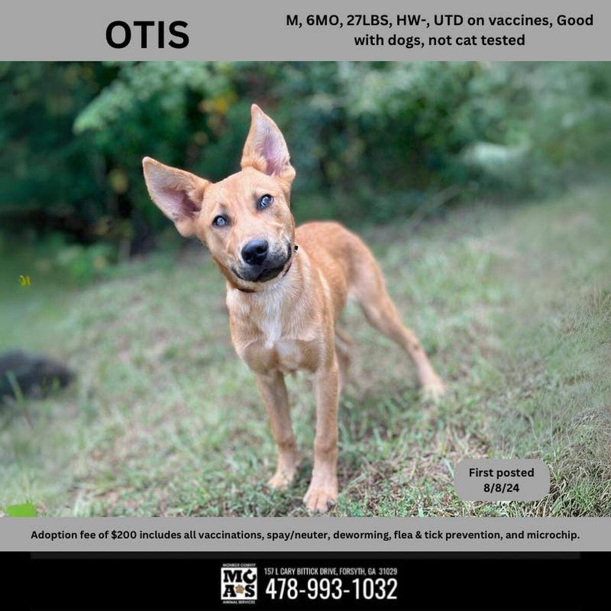 Otis is ready for adoptions at Monroe County Animal Services in Forsyth, Georgia.