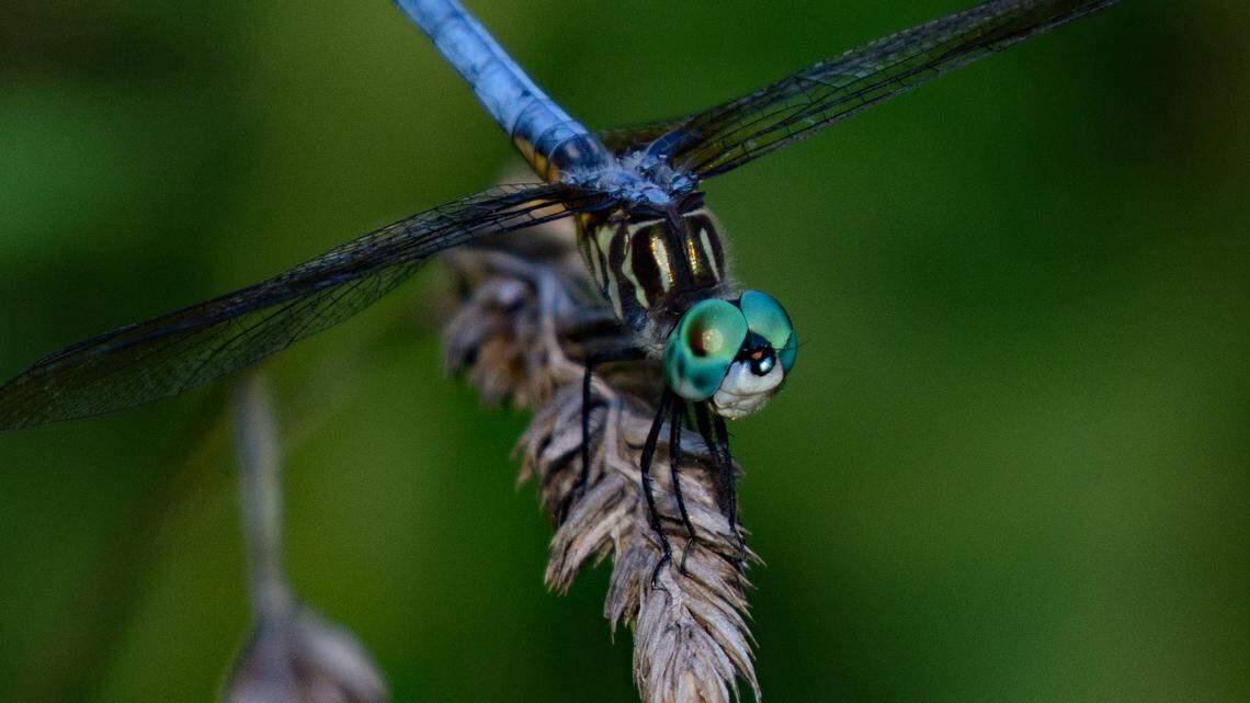 Ocmulgee park photography ‘blitz’ will help count this awesome little flying critter