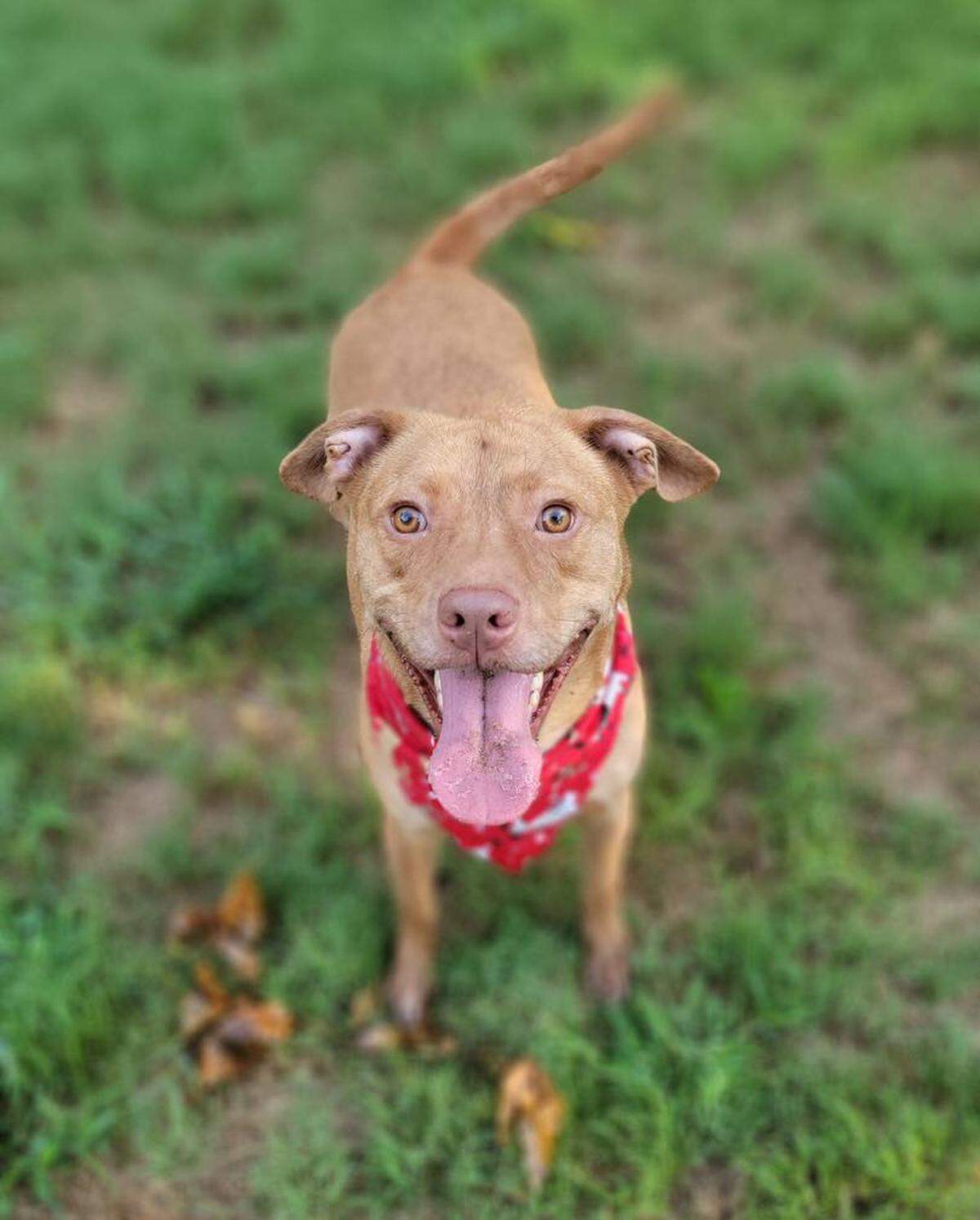 Eric is ready for adoption at All About Animals Rescue in Macon, Georgia.