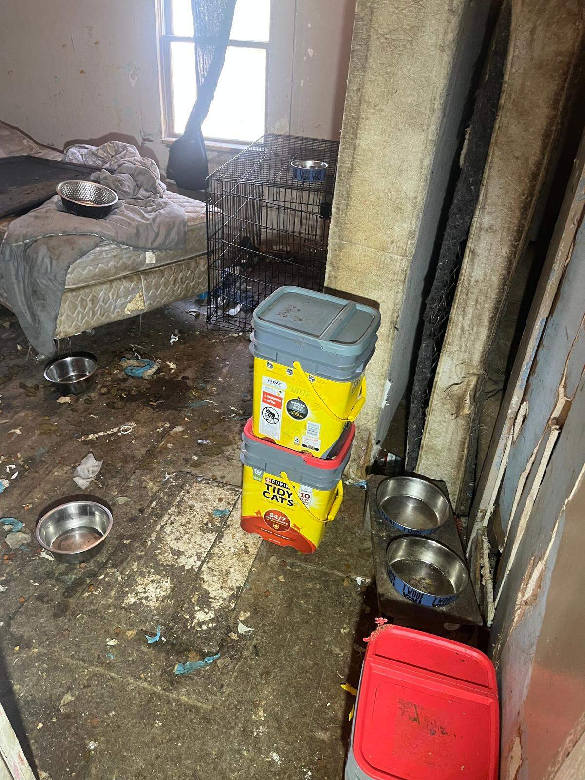 Feces, urine, torn up objects and furniture were scattered around some metal cages that held dozens of dogs and cats at a hoarder house ion Tuesday, Feb. 18, 2025, in Macon, Ga.