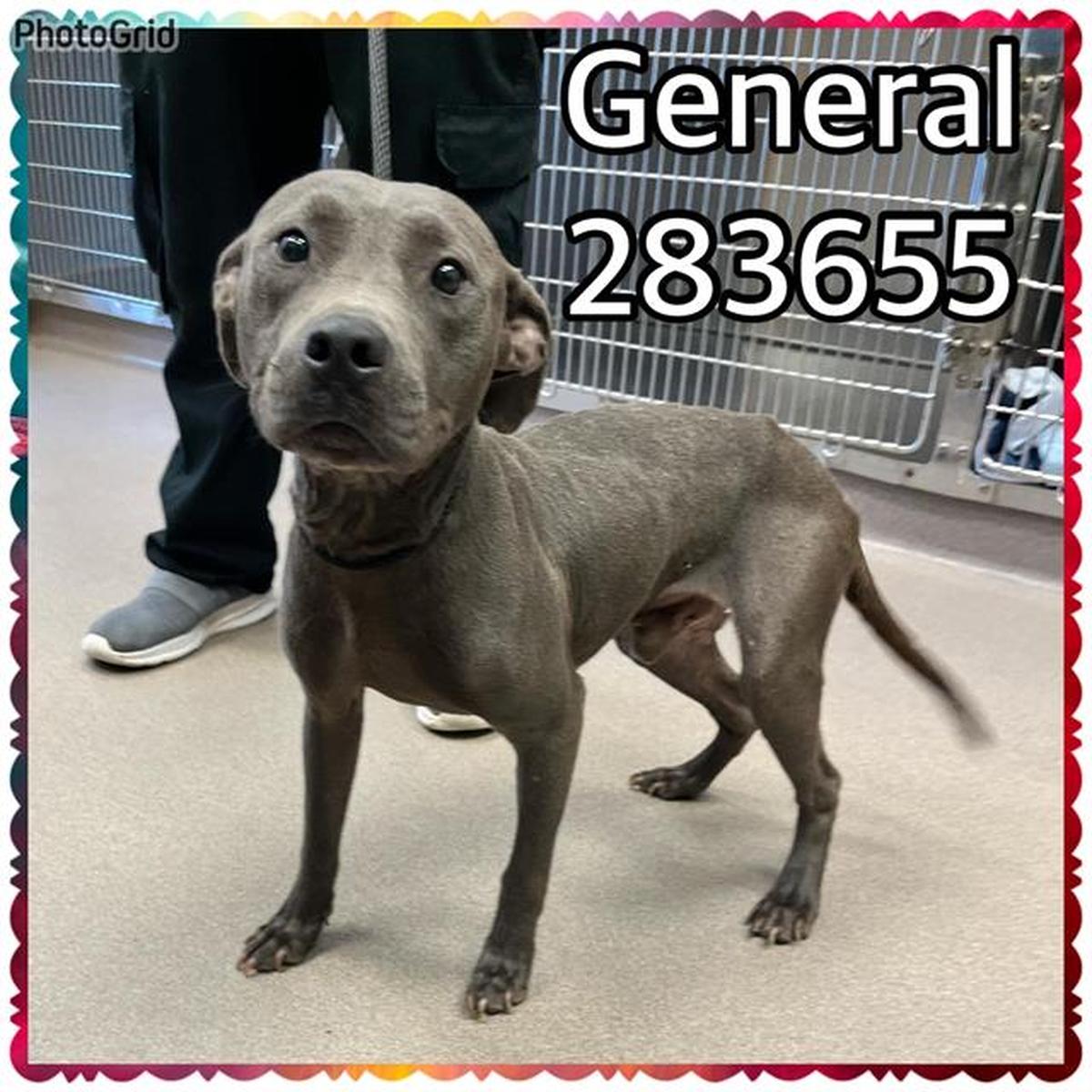 General is available to adopt at Macon-Bibb County Animal Shelter.