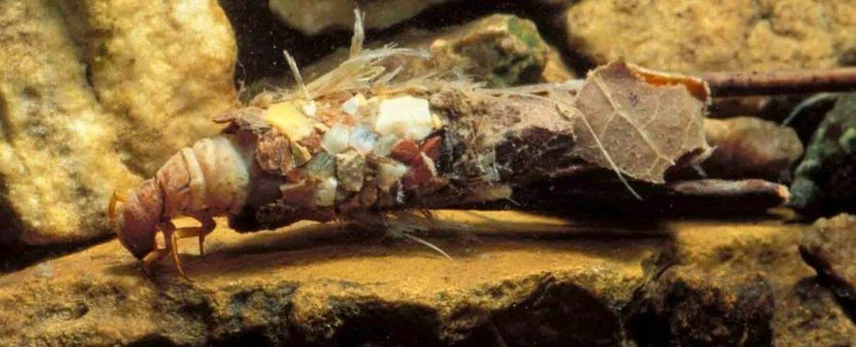 Georgia insects called Caddisflies live in freshwater ecosystems such as creeks or other slow-moving currents.