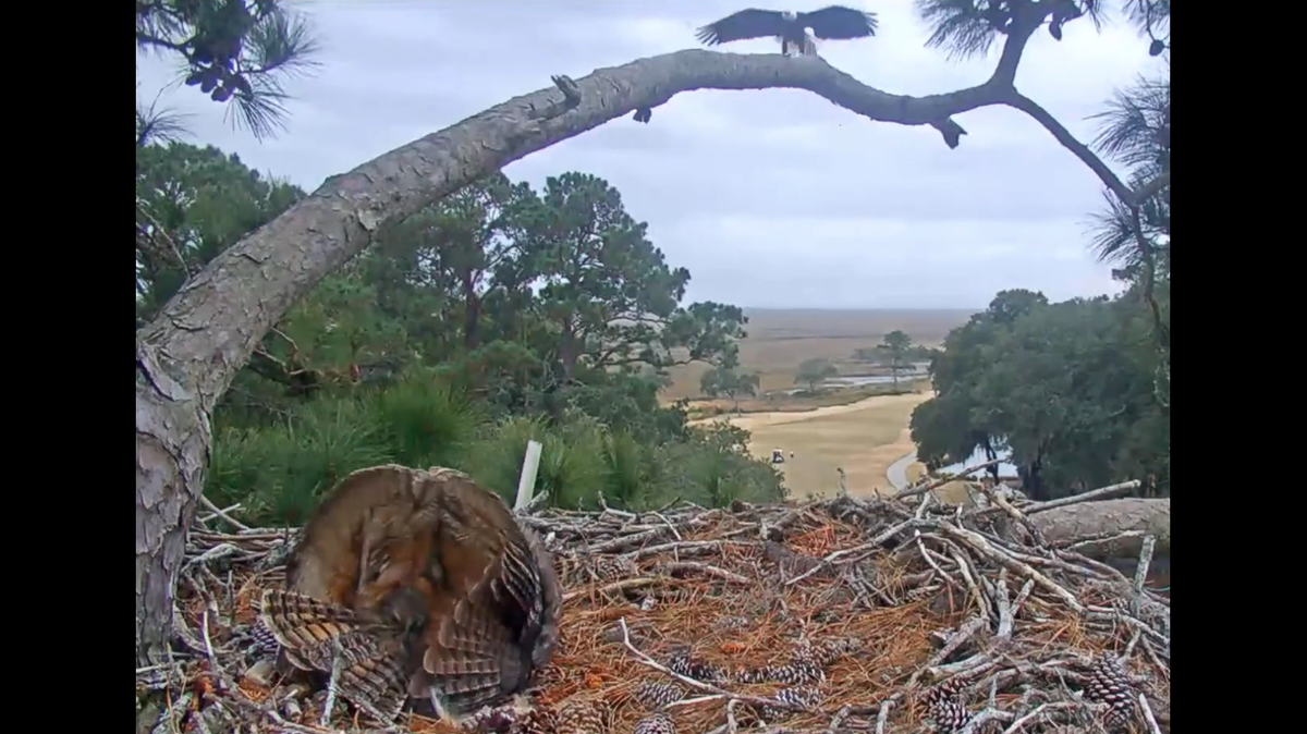 This nesting female great horned owl used a trick to convince a circling bald eagle it was a much larger bird at a Georgia golf course.