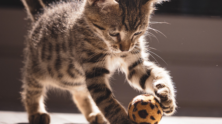 Which of these final 4 felines is the cutest cat in Macon? Vote now in Round 3