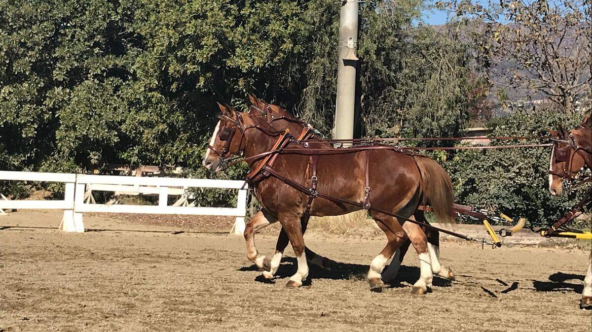 Rusty, a Quarter horse treated by UGA vets three years ago, will walk in the Tournament of Roses.